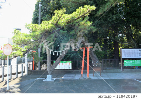 群馬県玉村町のパワースポット 玉村八幡宮の昇龍勝運の松 群馬県玉村町のパワースポット 玉村八幡宮の昇龍勝運の松 119420197