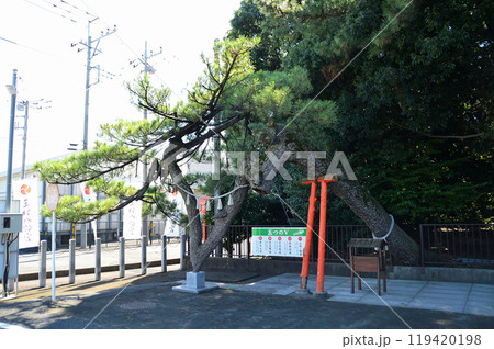 群馬県玉村町のパワースポット　玉村八幡宮の昇龍勝運の松 119420198