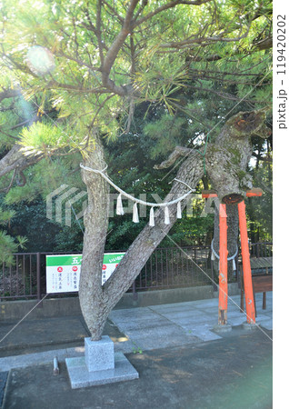 群馬県玉村町のパワースポット　玉村八幡宮の昇龍勝運の松 119420202