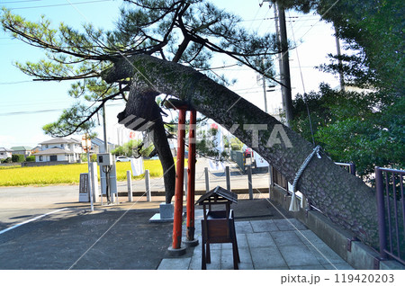 群馬県玉村町のパワースポット　玉村八幡宮の昇龍勝運の松 119420203