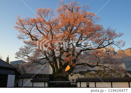 朝焼けに咲く満開の長姫のエドヒガン(安富桜) 朝焼けに咲く満開の長姫のエドヒガン(安富桜) 119420477