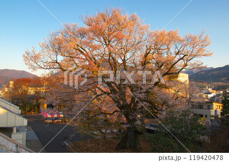 朝焼けに咲く満開の長姫のエドヒガン(安富桜) 朝焼けに咲く満開の長姫のエドヒガン(安富桜) 119420478
