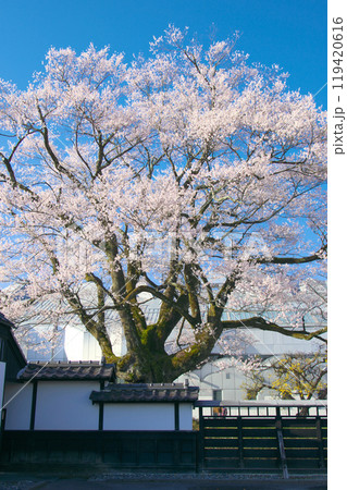 一本桜 - 長姫のエドヒガン（安富桜） 119420616