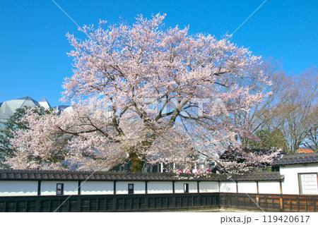 一本桜 - 長姫のエドヒガン（安富桜） 119420617