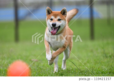 ドッグランでボール遊び 119421157
