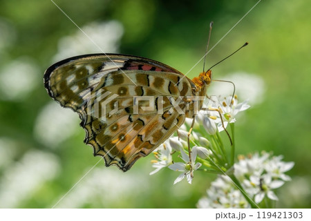 白いニラの花の蜜を吸うツマグロヒョウモンのメス 119421303