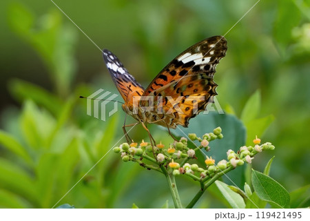 ヤブガラシの花の蜜を吸うツマグロヒョウモンのメス ヤブガラシの花の蜜を吸うツマグロヒョウモンのメス 119421495