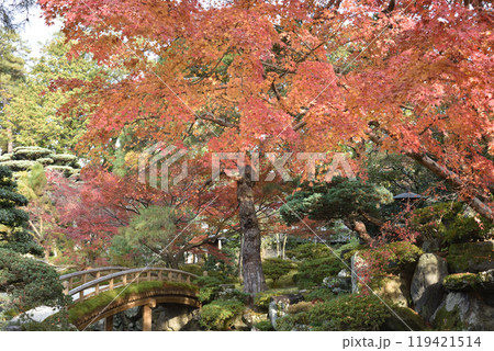 秋の京都御所 御内庭 土橋付近のモミジ 秋の京都御所 御内庭 土橋付近のモミジ 119421514