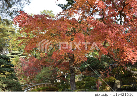 秋の京都御所　御内庭　土橋付近のモミジ 119421516