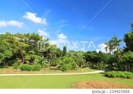 快晴の夏空の下の宮古島市熱帯植物園の鮮やかな風景 119421688