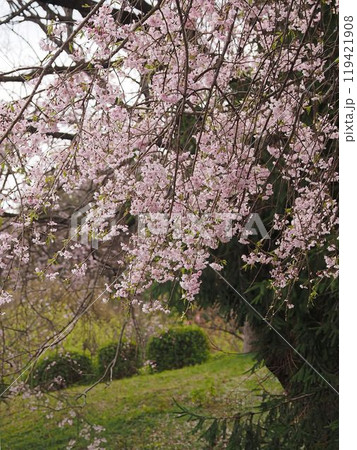桜のある風景 119421908