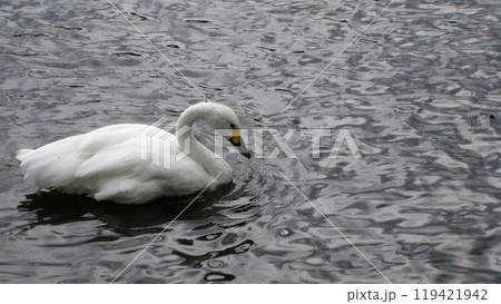 池の水面に浮かぶ白鳥 119421942