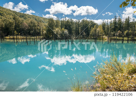 【美瑛町白金　青空の青い池と水鏡】 119422106