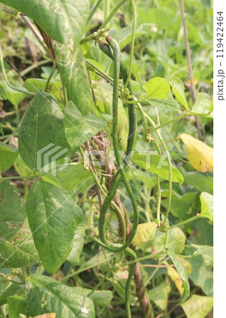 Yardlong bean plant on farm for harvest Yardlong bean plant on farm for harvest 119422464