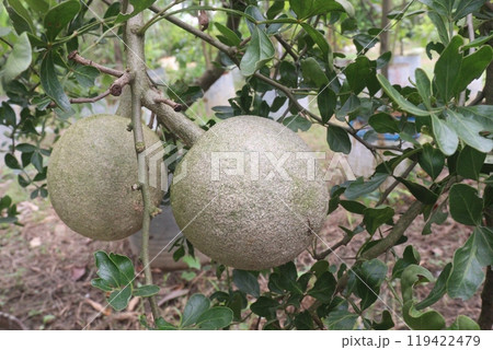 Wood apple on tree in farm 119422479