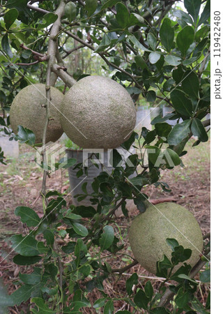 Wood apple on tree in farm Wood apple on tree in farm 119422480