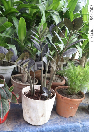 Zanzibar Gem leaf, ornamental plant on nursery 119422502