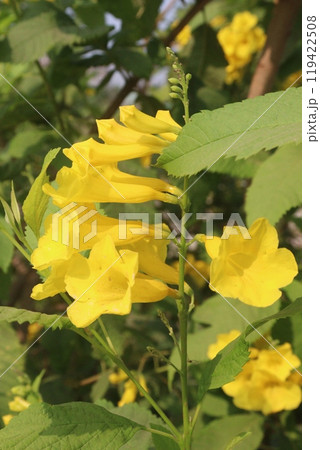 Yellow elder flower plant on farm 119422508