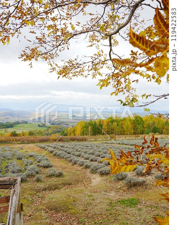 北海道の絶景 秋の富良野麓郷展望台 紅葉風景 北海道の絶景 秋の富良野麓郷展望台 紅葉風景 119422583