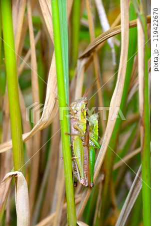 交尾しているイナゴの生態写真 119422670