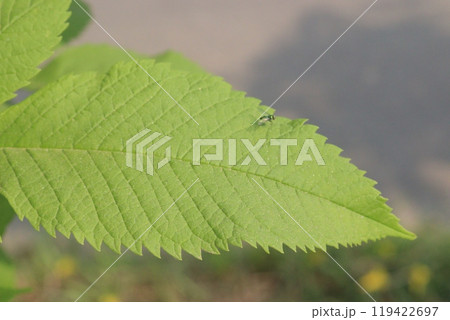 Yellow elder flower plant on farm 119422697