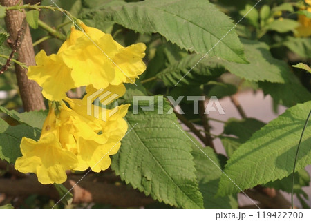 Yellow elder flower plant on farm 119422700