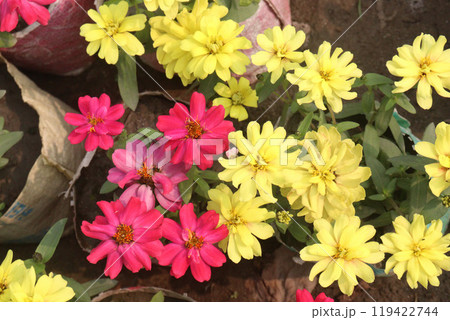Zinnia angustifolia flower plant on nursery Zinnia angustifolia flower plant on nursery 119422744