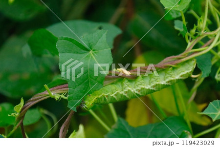朝顔の葉を食べるエビガラスズメという蛾の幼虫 119423029
