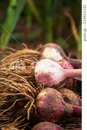 Fresh garlic, harvested directly from the garden, is a natural product Fresh garlic, harvested directly from the garden, is a natural product 119423182