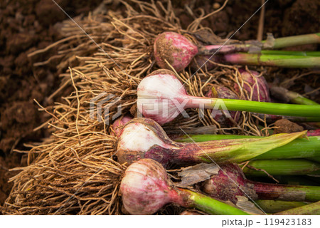 Fresh garlic, harvested directly from the garden, is a natural product 119423183