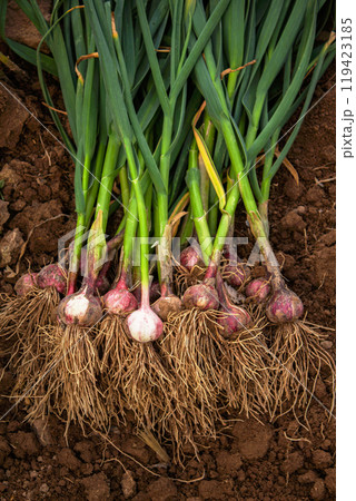 Fresh garlic, harvested directly from the garden, is a natural product Fresh garlic, harvested directly from the garden, is a natural product 119423185