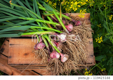 Fresh garlic, harvested directly from the garden, is a natural product 119423188