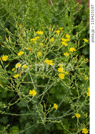 Lettuce blooms in the garden 119423197