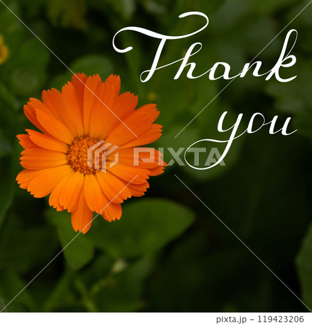A man's hand holds an orange flower, against a background of plants and under the rays of the sun 119423206