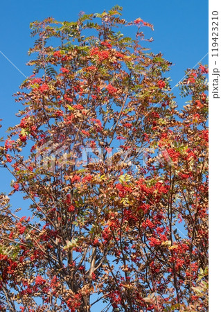 ナナカマドの実、豊作 119423210