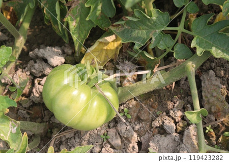 raw tomato on tree in farm for harvest raw tomato on tree in farm for harvest 119423282