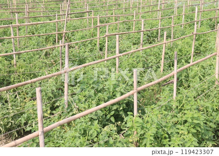 raw tomato on tree in farm for harvest raw tomato on tree in farm for harvest 119423307