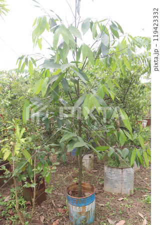 Velvet Apples fruit plant seedling on nursery Velvet Apples fruit plant seedling on nursery 119423332