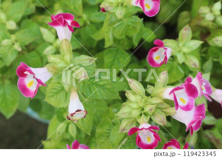 wishbone flower Ayurvedic medicinal plant on nursery wishbone flower Ayurvedic medicinal plant on nursery 119423345