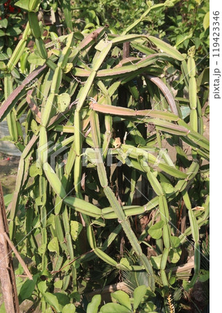 Veld grape plant on nursery for sell 119423346