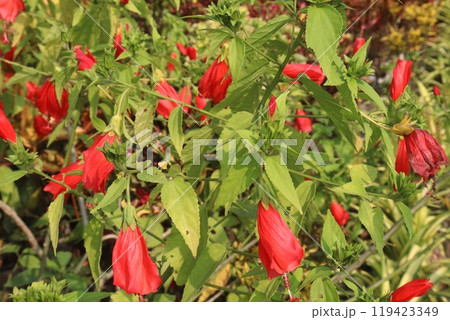Wax mallow flower plant on nursery Wax mallow flower plant on nursery 119423349