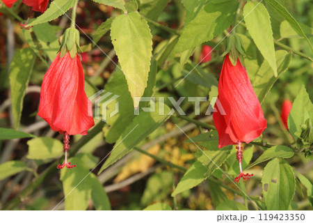 Wax mallow flower plant on nursery 119423350