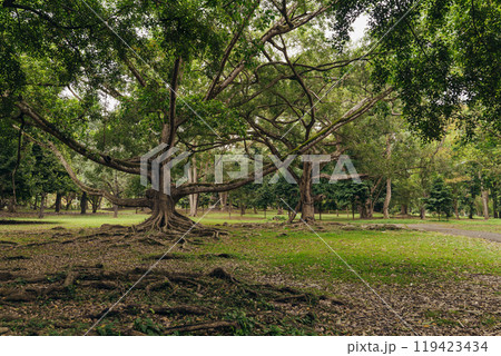 A giant tree with spreading branches provides shade in a quiet green park in the afternoon 119423434