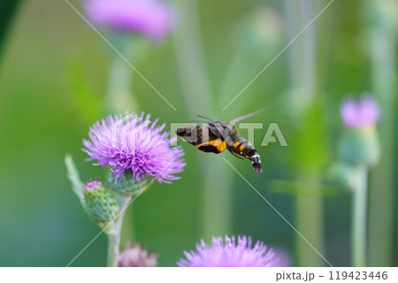 花の蜜を吸うホウジャク(多分ホシホウジャク)の後姿 119423446