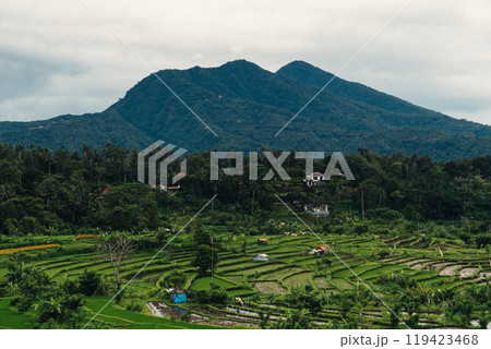 Lush green terraced fields with a majestic mountain backdrop under overcast skies 119423468