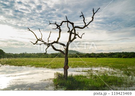 A solitary tree stands amidst the flooded meadow under a dramatic sky at dusk 119423469