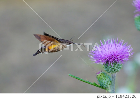 花の蜜を吸うホウジャク(多分ホシホウジャク) 花の蜜を吸うホウジャク(多分ホシホウジャク) 119423526