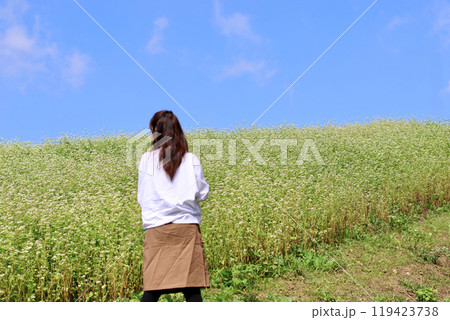 そばの花の咲く丘　白とピンクのそばの花　青空と白いそばの花のコントラストが美しい 119423738
