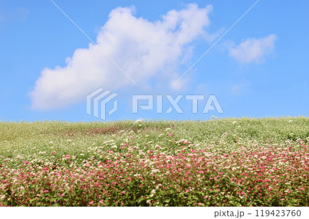 そばの花の咲く丘 白とピンクのそばの花 青空と白いそばの花のコントラストが美しい そばの花の咲く丘 白とピンクのそばの花 青空と白いそばの花のコントラストが美しい 119423760