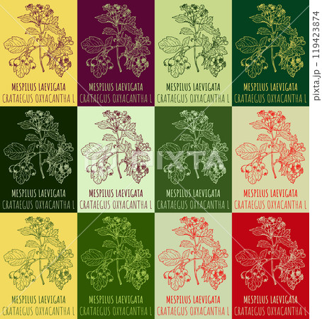 Set of vector drawing of MESPILUS LAEVIGATA in various colors. Hand drawn illustration. Latin name CRATAEGUS OXYACANTHA L. 119423874